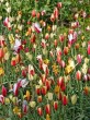 Tulipa Botanisch Clusiana Mix